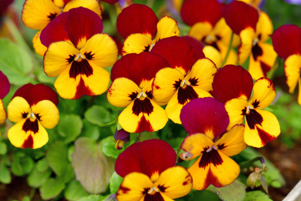 Viola is a flowering plant in the violet family Violaceae. They are perennials, but they are usually treated as annuals, invaluable for fall, winter and spring. Violas are heart-shaped or kidney-shaped and their colors include yellow, orange, blue, scarlet, white and violet, or multi-colored.