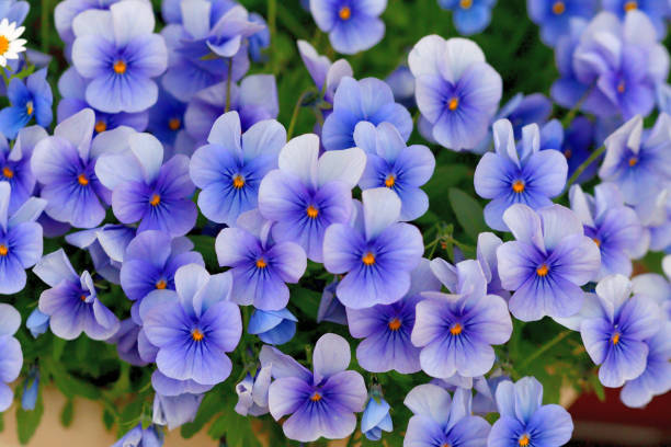 Viola is a flowering plant in the violet family Violaceae. They are perennials, but they are usually treated as annuals, invaluable for fall, winter and spring. Violas are heart-shaped or kidney-shaped and their colors include yellow, orange, blue, scarlet, white and violet, or multi-colored.