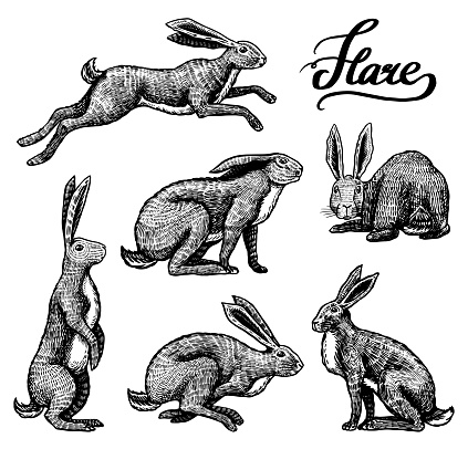 Wild hares set. Rabbits are sitting and jumping. Forest bunny or coney Collection. Hand drawn engraved old sketch for T-shirt, tattoo or label or poster. Vector illustration