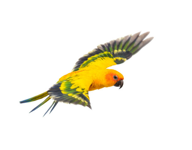 istock sun parakeet, bird, Aratinga solstitialis, flying, isolated 1218024989