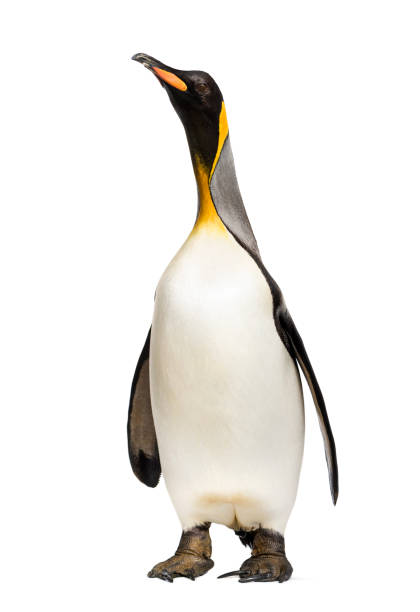 istock king penguin standing in front of a white background 1218025001