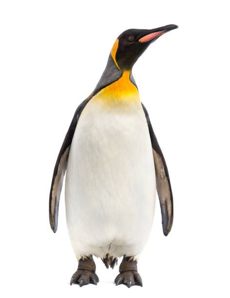 könig pinguin mit blick auf die kamera, isoliert auf weiß - penguin stock-fotos und bilder