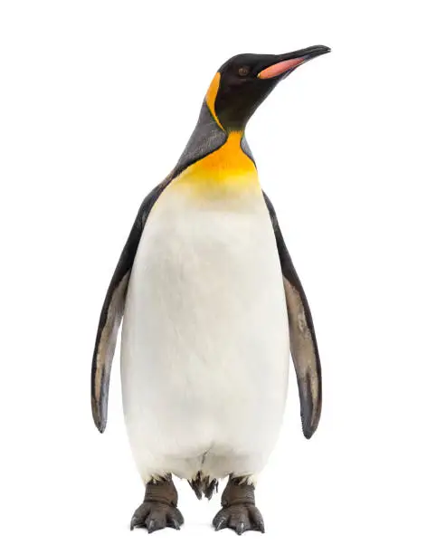 Photo of King penguin facing at the camera, isolated on white