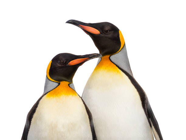 istock Close-up of two king penguins, isolated on white 1218025015