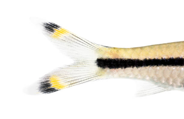 istock Macro of a Denison barb tail, Sahyadria denisonii, isolated on white 1218025041