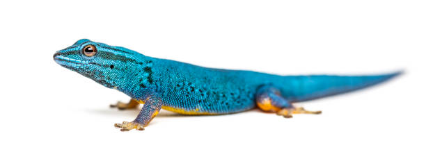 istock Electric blue gecko, Lygodactylus williamsi, isolated 1218025090