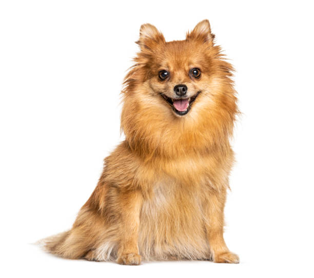 istock Panting and sitting Keeshond, isolated on white 1218025107