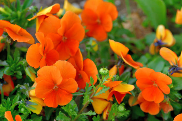 Viola is a flowering plant in the violet family Violaceae. They are perennials, but they are usually treated as annuals, invaluable for fall, winter and spring. Violas are heart-shaped or kidney-shaped and their colors include yellow, orange, blue, scarlet, white and violet, or multi-colored.
