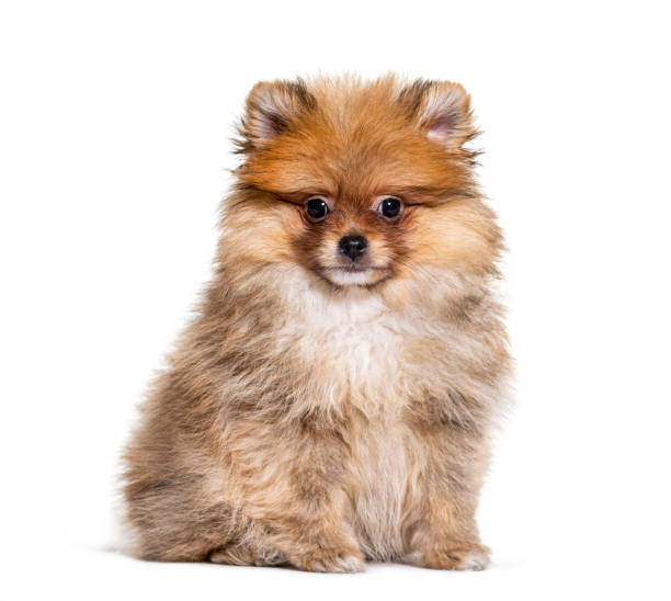 istock Pomeranian looking at the camera, isolated on white 1218025135