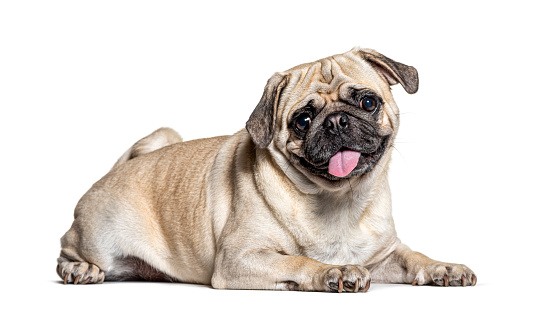 Panting lazy Pug lying down, isolated on white