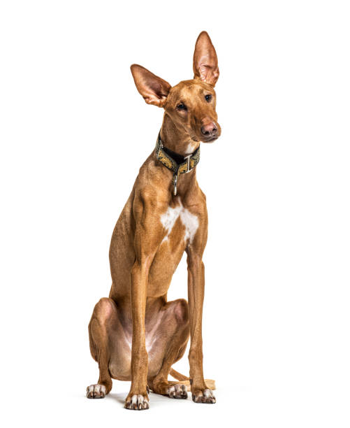 podenco seduto con indosso un colletto, isolato su bianco - podenco foto e immagini stock