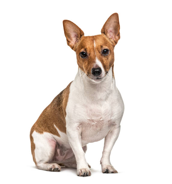 istock Sitting Jack Russell terrier, isolated on white 1218025813