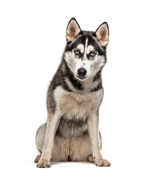 istock Sitting Siberian Husky, isolated on white 1218025822