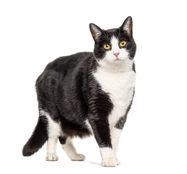 istock Black and white crossbreed cat standing, isolated on white 1218025858