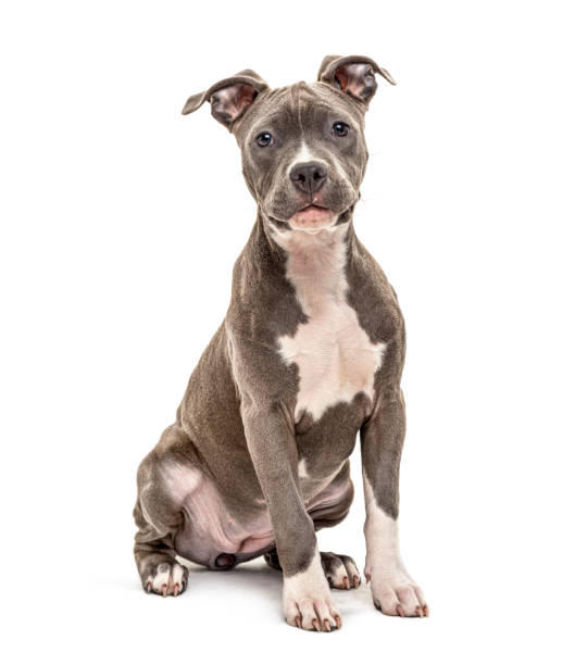 istock American Staffordshire facing at the camera, isolated on white 1218025886