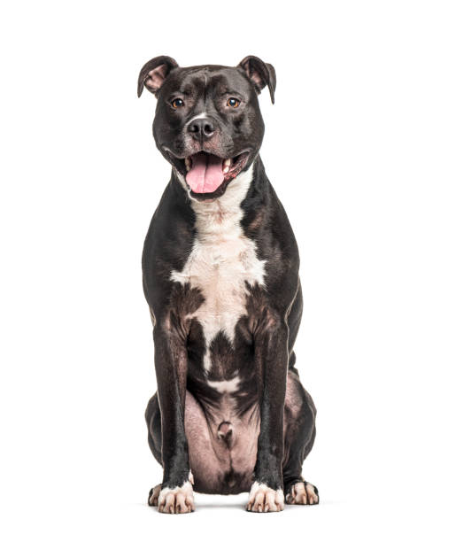 Sitting and panting American Staffordshire Terrier dog, isolated on white Sitting and panting American Staffordshire Terrier dog, isolated on white american staffordshire terrier stock pictures, royalty-free photos & images