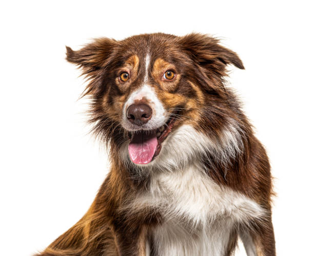 istock Happy Border Collie panting, isolated on white 1218026028