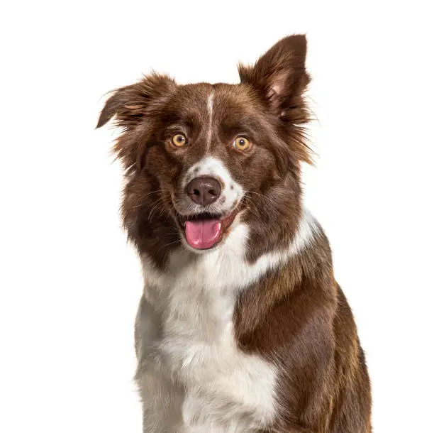 Photo of Close-up of a Border Collie, isolated on white