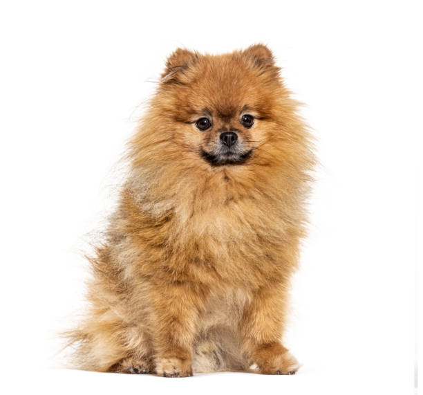 istock Pomeranian looking at the camera, isolated on white 1218026099