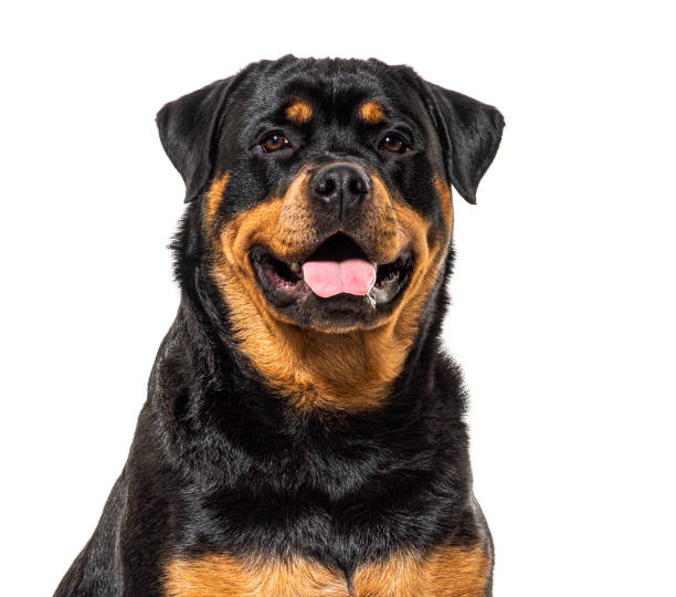 primer plano en un perro rottweiler feliz, aislado en blanco - rottweiler fotografías e imágenes de stock