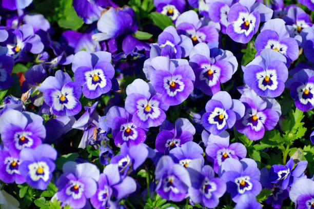 istock Variety of Viola Flowers 1218026127
