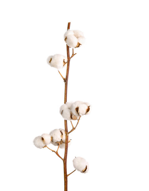 istock Beautiful raw cotton branch 1218026131