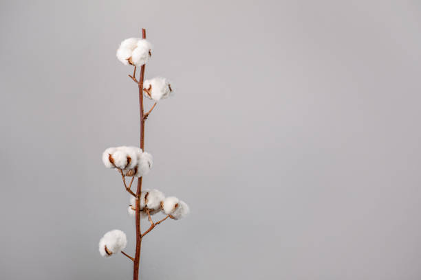 istock Beautiful raw cotton branch 1218026201