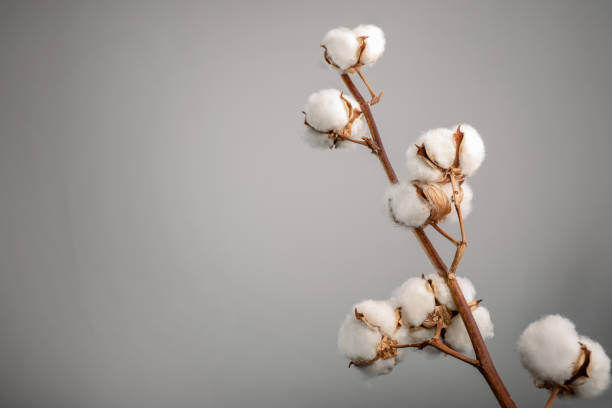 istock Beautiful raw cotton branch 1218026210