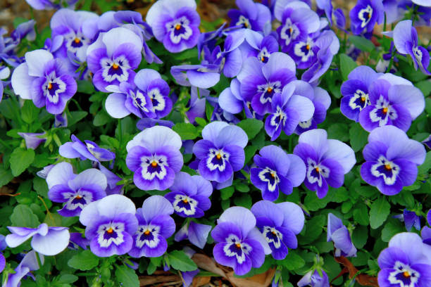 Variety of Viola Flowers Viola is a flowering plant in the violet family Violaceae. They are perennials, but they are usually treated as annuals, invaluable for fall, winter and spring. Violas are heart-shaped or kidney-shaped and their colors include yellow, orange, blue, scarlet, white and violet, or multi-colored. pansy photos stock pictures, royalty-free photos & images