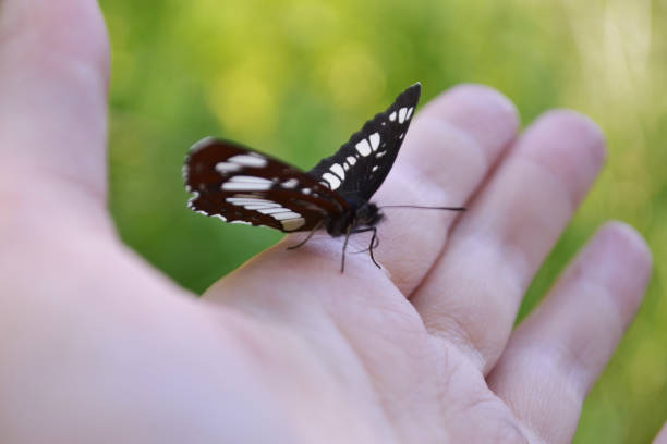 istock A black butterfly sits on a female hand. Close-up. Blurred background. 1218026388