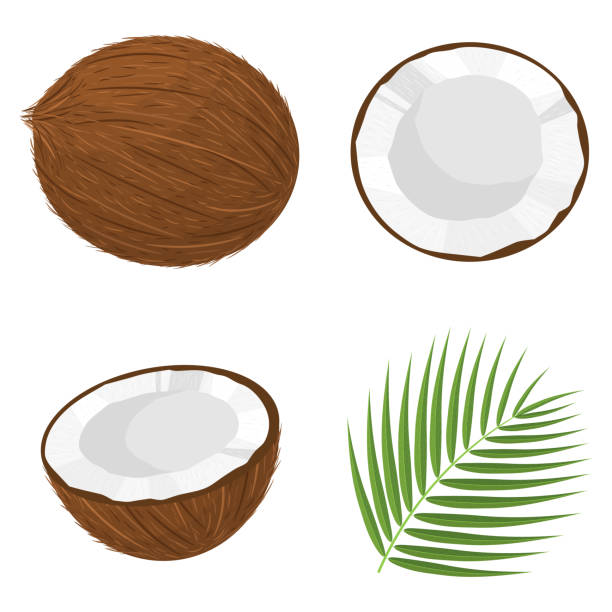 이국적인 전체, 절반, 잘라 슬라이스 코코넛 과일과 흰색 배경에 고립 된 잎의 집합. 건강한 라이프 스타일을위한 여름 과일. 유기농 과일. 만화 스타일입니다. 모든 디자인에 대한 벡터 그림입� - 코코넛 stock illustrations