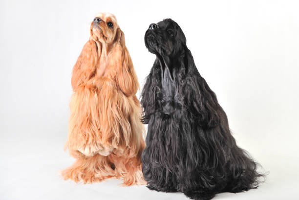 istock Two cute american cocker spaniels in the studio on a white background 1218027692