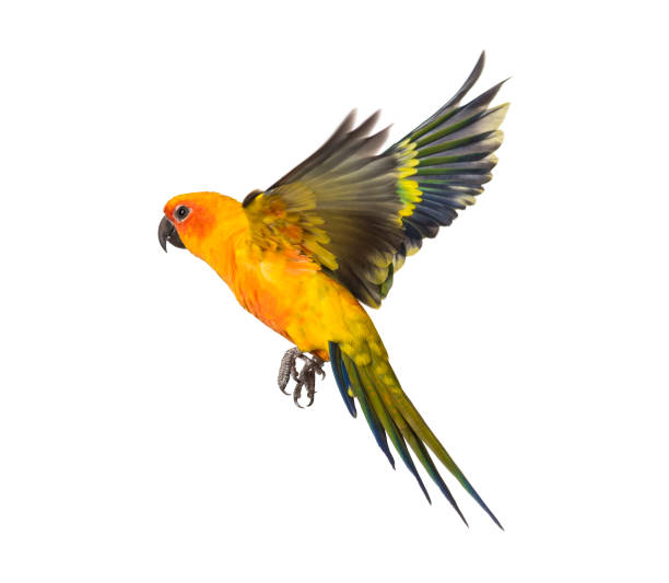 istock sun parakeet, bird, Aratinga solstitialis, flying, isolated 1218027923