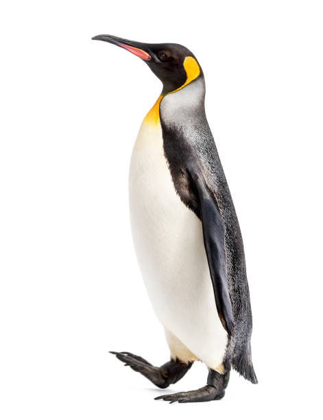 istock Side view of a king penguin walking, isolated on white 1218027971