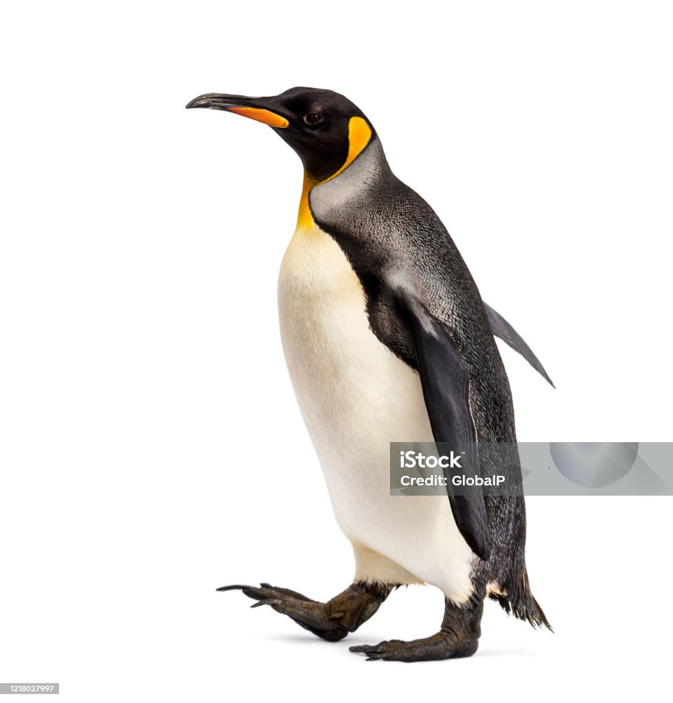 Mặt Bên Của Một Con Chim Cánh Cụt Vua Đi Bộ Bị Cô Lập Trên Màu ...