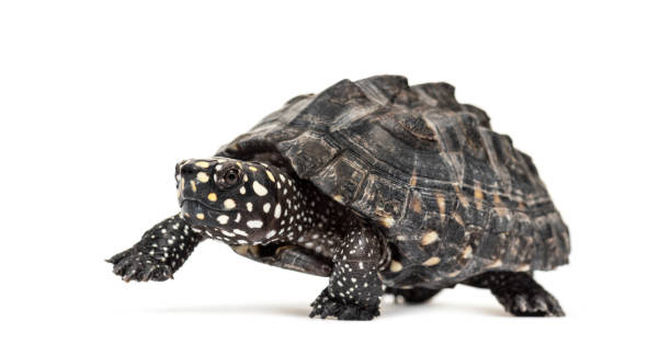 istock Walking Black pond turtle, Geoclemys hamiltonii, isolated 1218028747