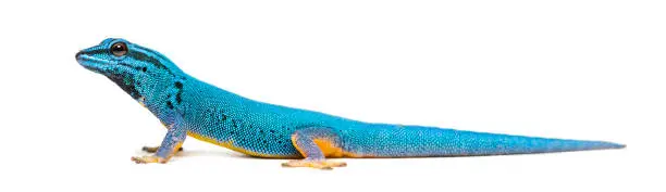 Side view of a Electric blue gecko, Lygodactylus williamsi, isolated