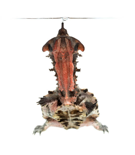 istock Surfacing Mata Mata, turtle, Chelus fimbriata, isolated on white 1218029305