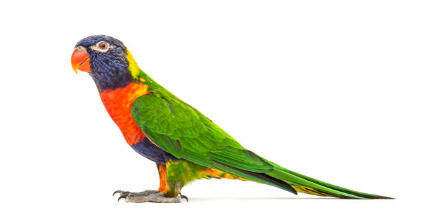 istock Side view of a Rainbow Lorikeet, Trichoglossus moluccanus, isolated 1218029310