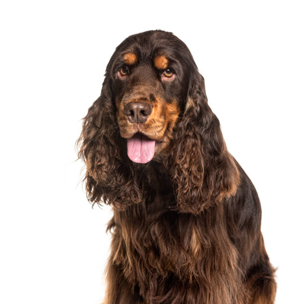 istock Close-up on a breown panting English Cocker Spaniel, isolated on white 1218029413