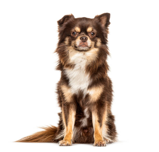 istock Brown Chihuahua dog, isolated on white 1218029520