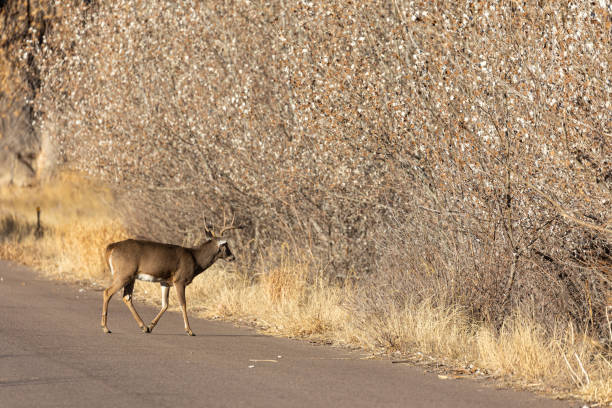 istock Buck Whitetail Deer in Autumn in Colorado 1218029521