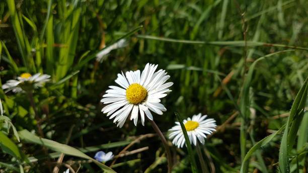 istock flowers in meadow spring season in greece easter nature 1218029612