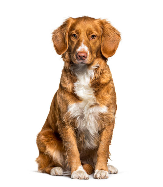 Sitting Nova Scotia Duck Tolling Retriever dog, isolated on white Sitting Nova Scotia Duck Tolling Retriever dog, isolated on white dog sitting stock pictures, royalty-free photos & images