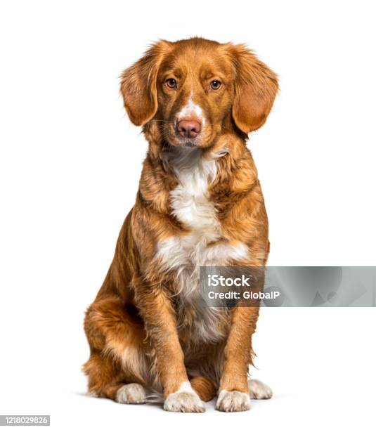 Sitting Nova Scotia Duck Tolling Retriever Dog Isolated On White Stock Photo - Download Image Now