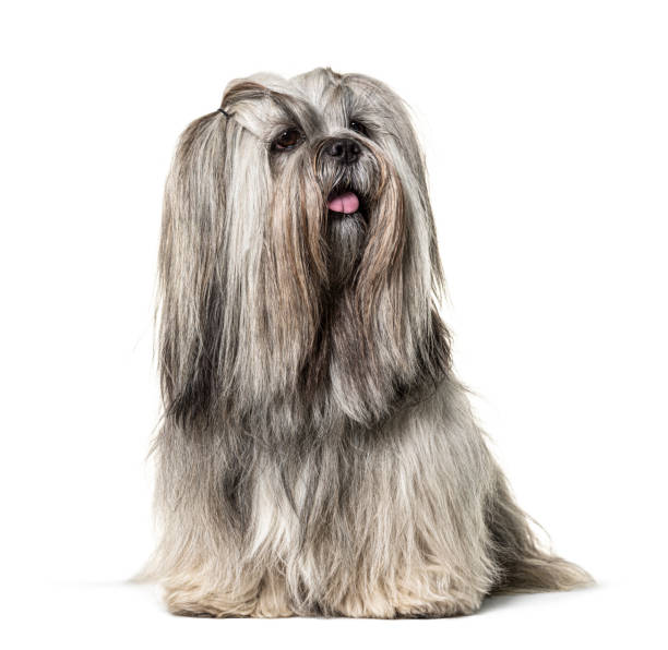 istock Groomed Sitting Lhasa apso dog, isolated on white 1218029935