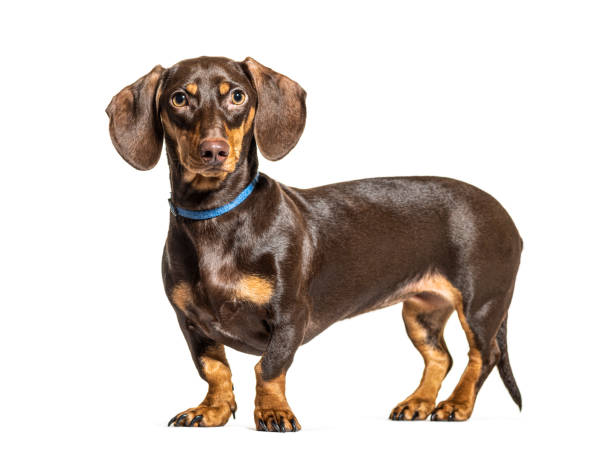 standing brown dachsund dog, isolated on white - side view dog dachshund animal imagens e fotografias de stock