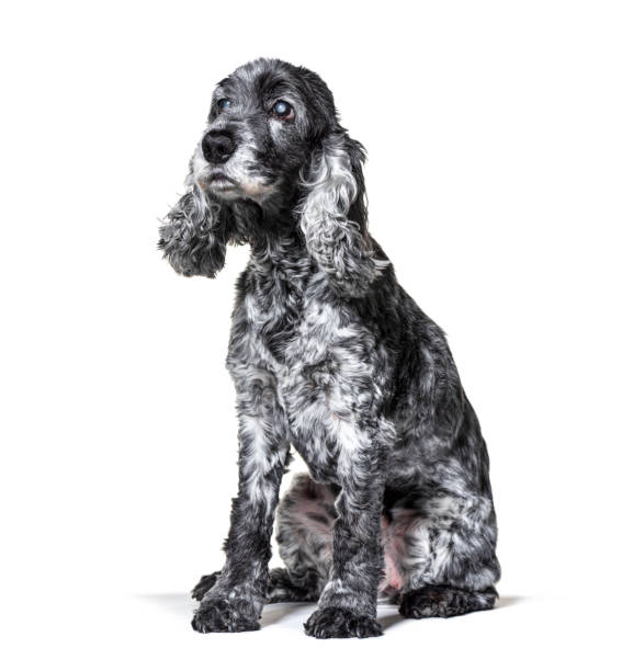 istock One-eyed blind, black and white, old Cocker Spaniel dog, isolated 1218031231
