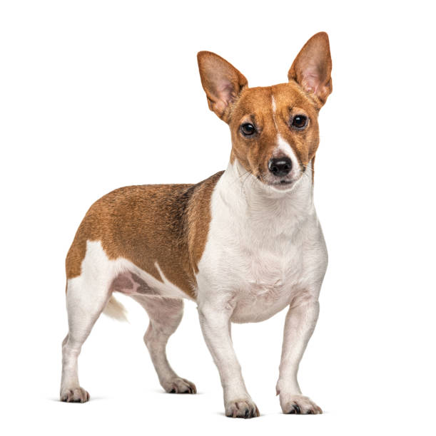 istock Standing Jack Russell terrier, isolated on white 1218031284