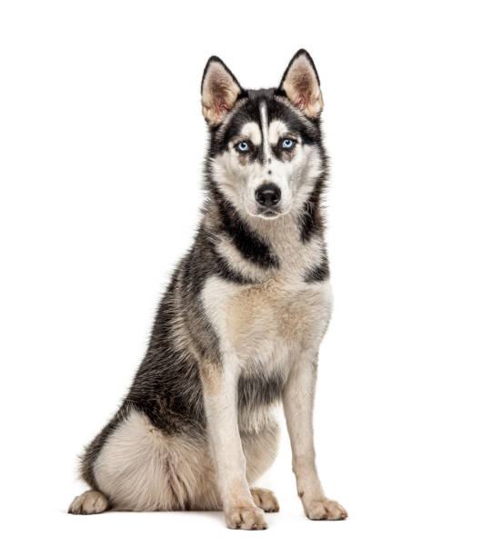 istock Sitting Siberian Husky, isolated on white 1218031360